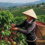 Kỹ thuật hái cà phê đúng cách giúp đảm bảo chất lượng và dễ bảo quản