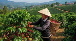 Hái cà phê như thế nào đúng cách