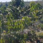 Cách lắp đặt hệ thống tưới nước tự động cho cây cà phê