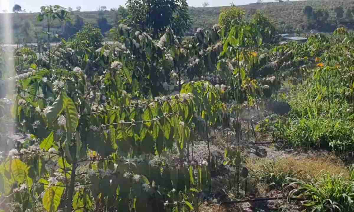 Hệ thống tưới nước cây cà phê