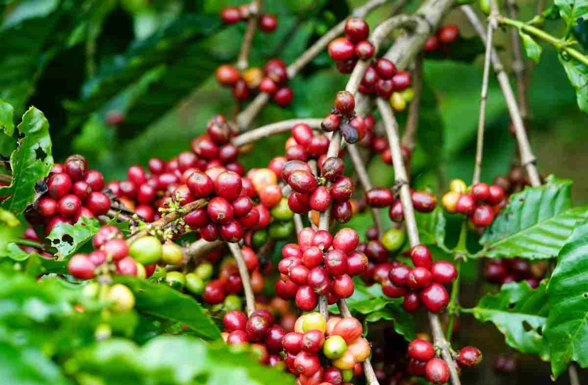 Các loại cà phê ở Việt Nam