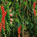 Hướng dẫn kỹ thuật kích thích ra hoa cho cây hồ tiêu