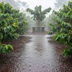 Hướng dẫn chăm sóc cà phê đầu mùa mưa đúng cách
