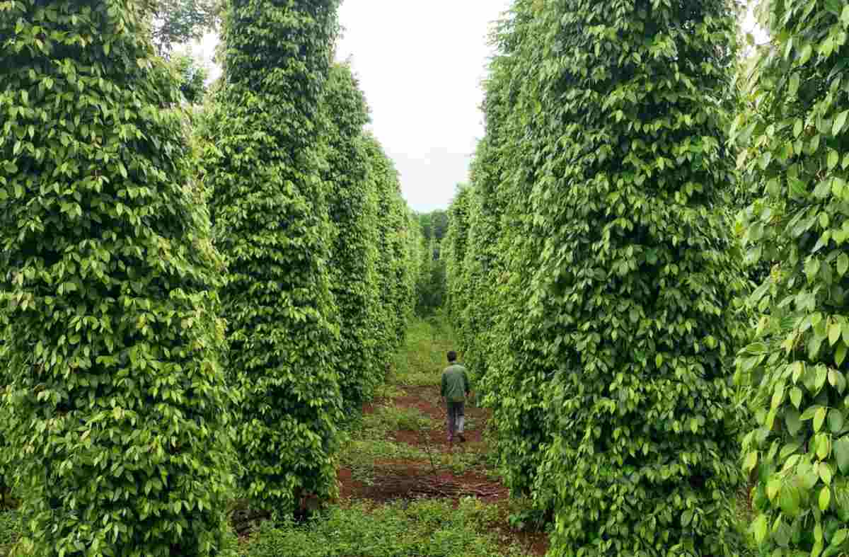 Kích thích hồ tiêu ra hoa