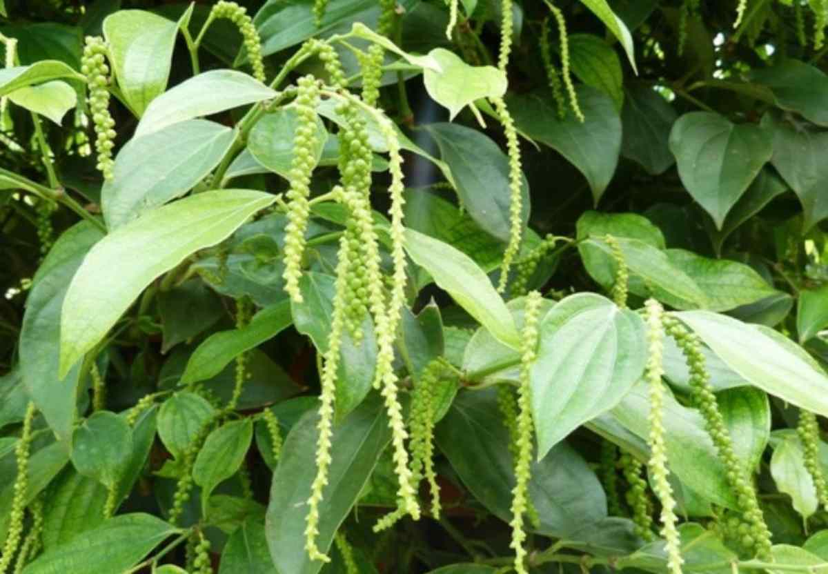 Kinh nghiệm kích tiêu ra hoa