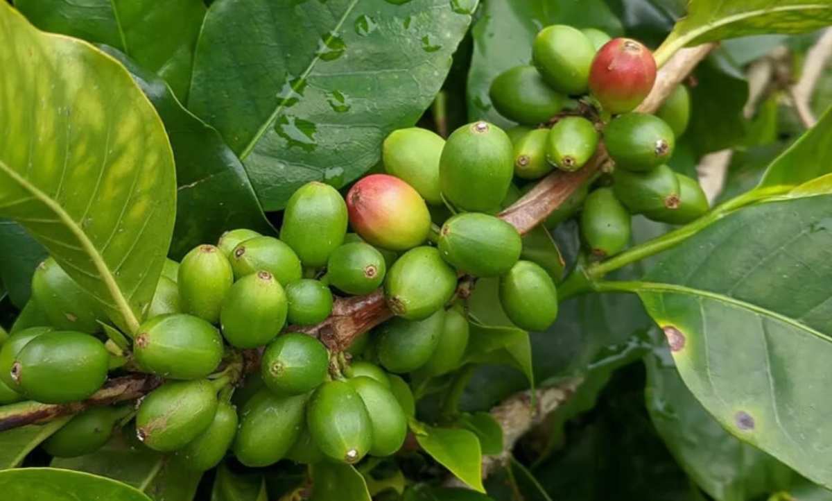 Nguồn gốc cây cà phê Liberica