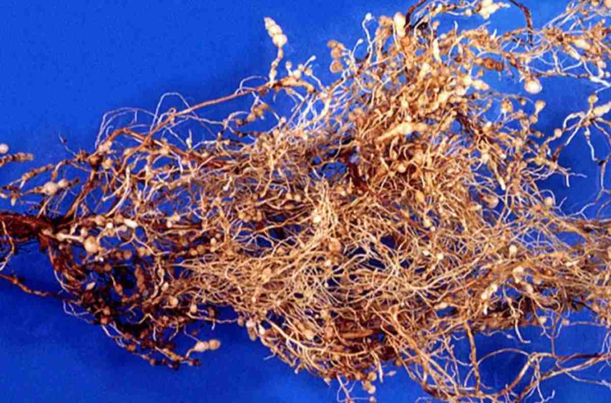 Rễ cà phê gặp tuyến trùng