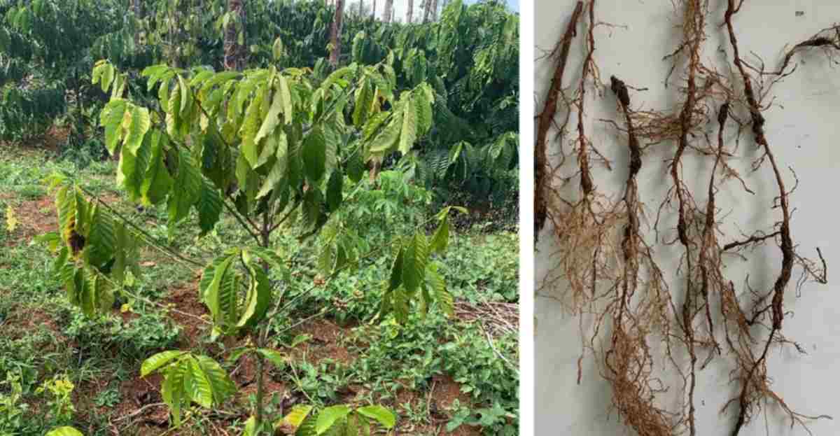 Rễ cây cà phê bị tuyến trùng