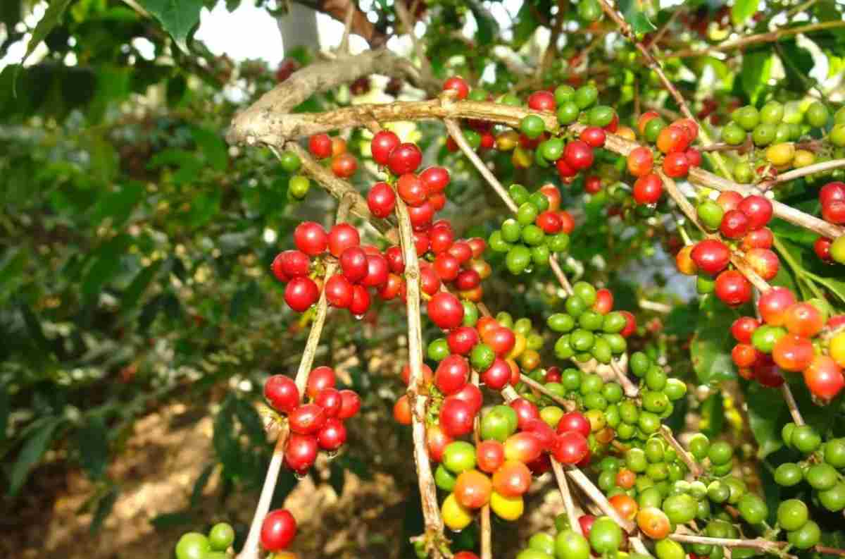 Tìm hiểu về cây cà phê Arabica