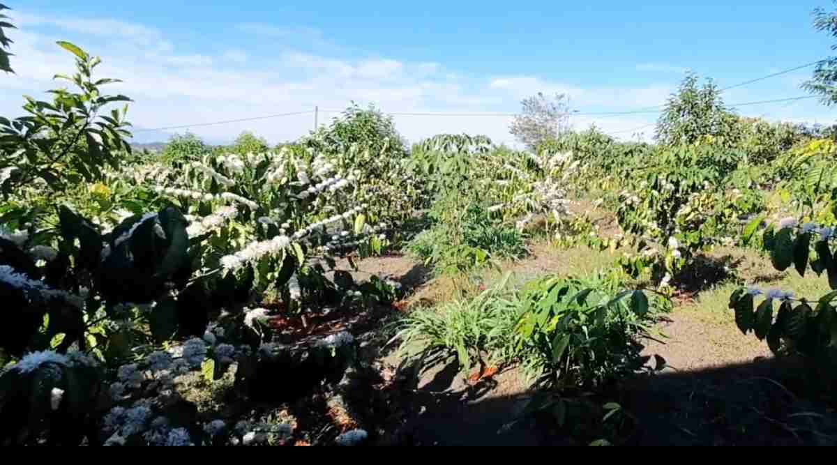 Tưới cây cà phê tự động