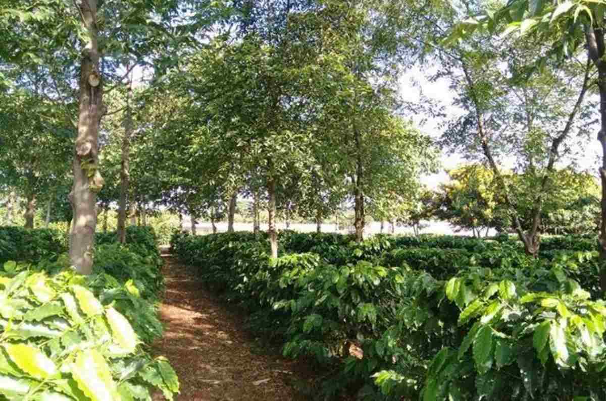 Vườn cà phê bị tuyến trùng
