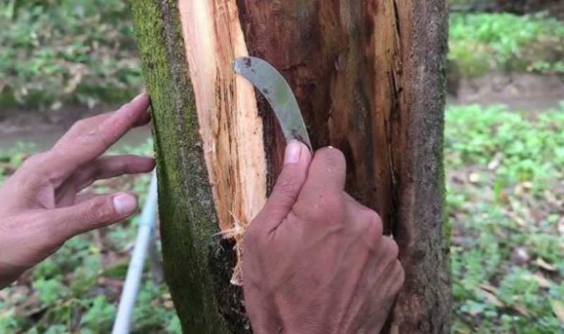 Cạo vỏ thân sầu riêng nứt xì mủ
