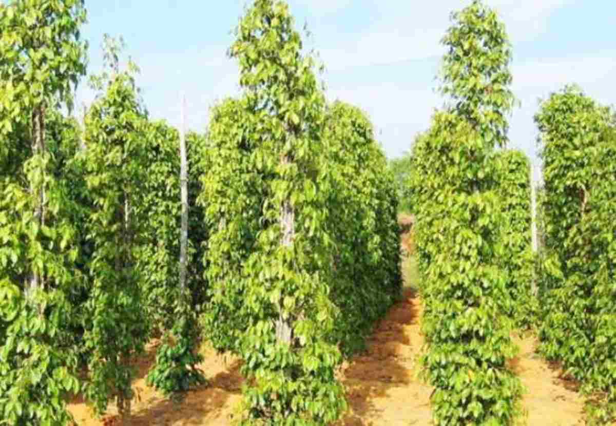 Cây cà phê tươi tốt