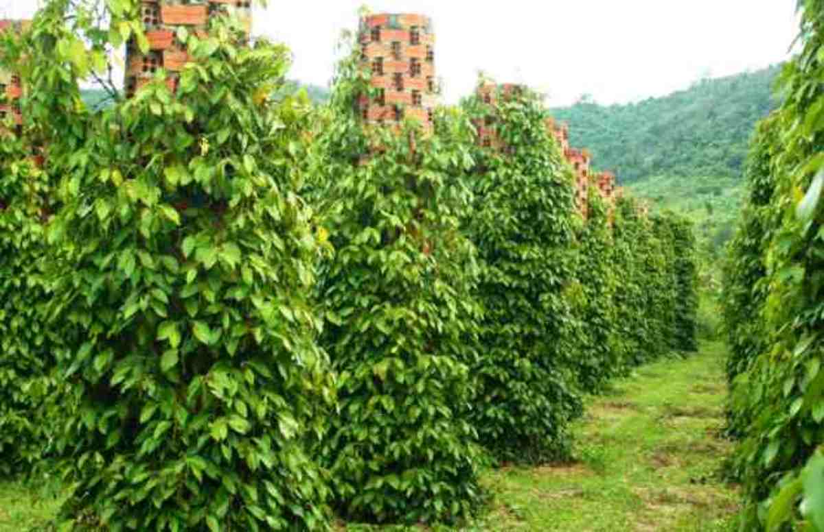 Hướng dẫn phục hồi hồ tiêu đúng cáchh