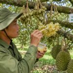 Cách thụ phấn nhân tạo cho sầu riêng đạt tỷ lệ đậu trái cao