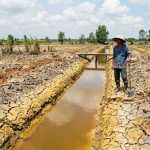 Trồng sầu riêng trên đất phèn: Cách cải tạo và chăm sóc đúng cách