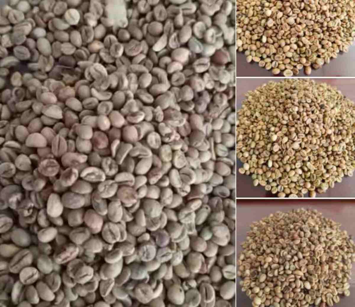 Giấ FOB thị trường cà phê