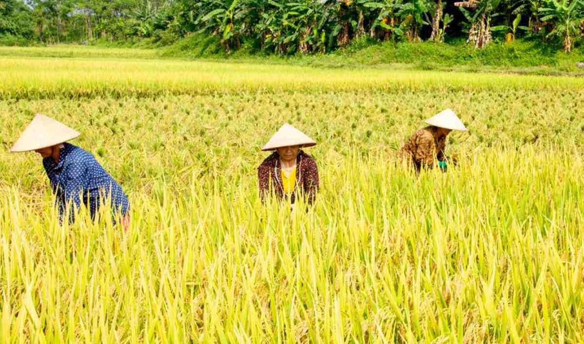 Ruộng lúa tại Việt Nam