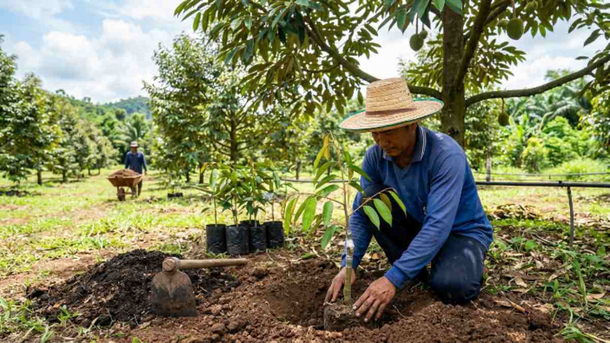 Sản lượng sầu riêng thế giới
