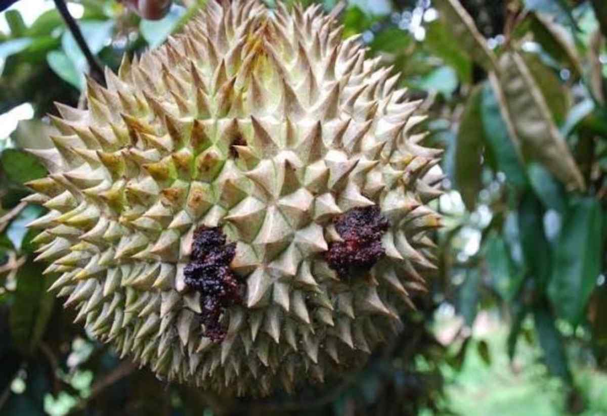 Sâu bệnh tàn phá cây sầu riêng
