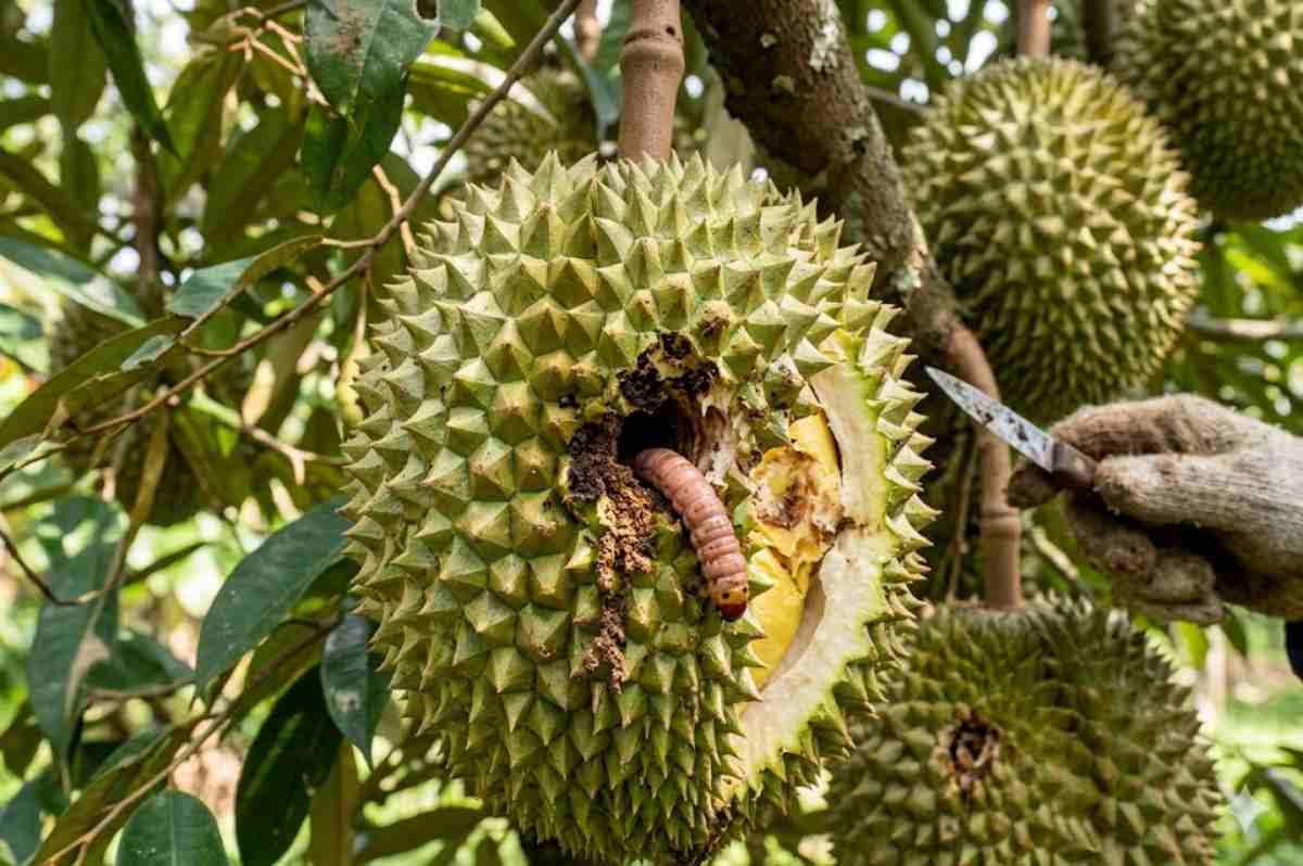 Sâu đục trái sầu riêng