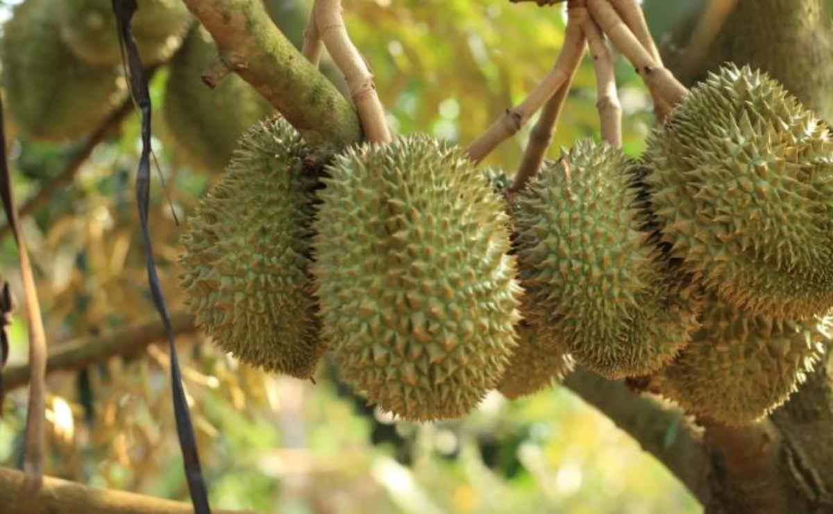 Sầu riêng phát triển trên đất phèn