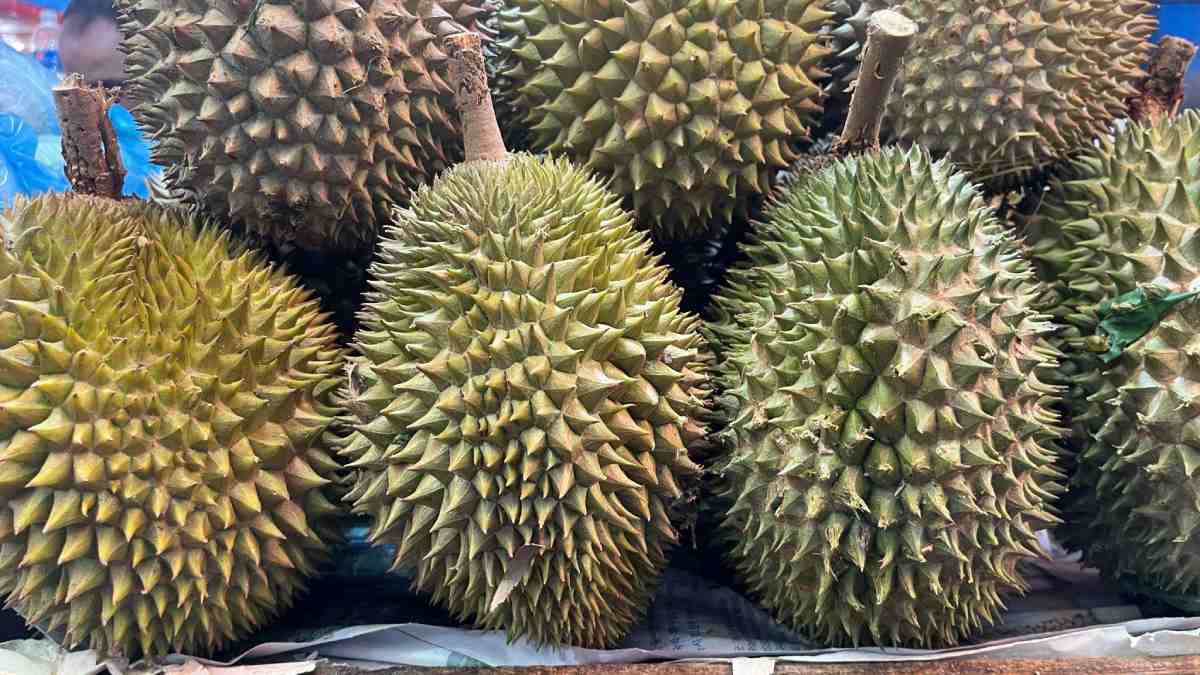 Sầu riêng tại Ấn Độ