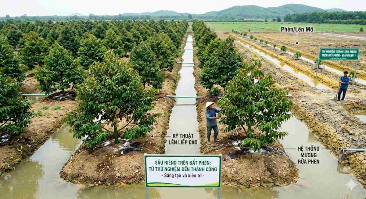 Trồng sầu riêng trên đất bị phèn